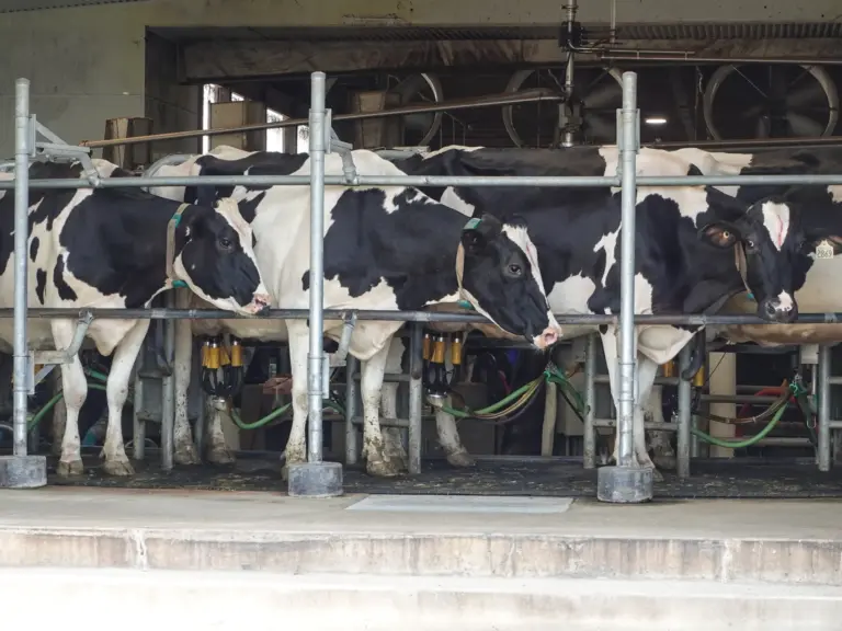 Trump tariffs hit Canada’s dairy farmers as US sales stall